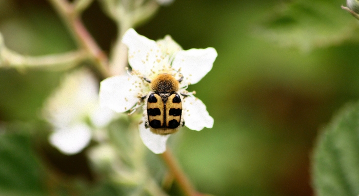 Trichius sp. (Cetoniidae)